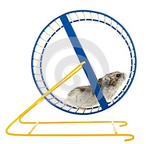 Hamster on a Wheel Isolated