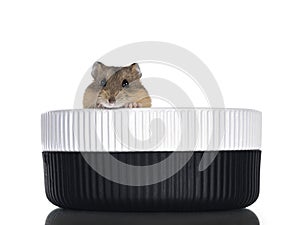 Hamster on white background