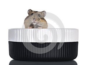 Hamster on white background