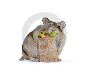 Hamster on white background