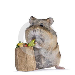 Hamster on white background