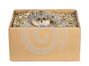 Hamster on white background