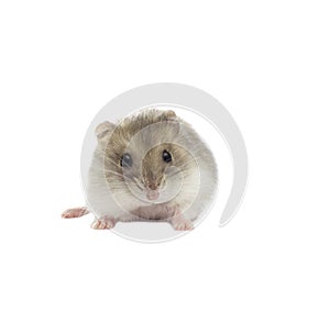 Hamster on a white background