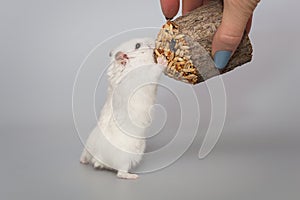 Hamster and a woman\'s hand with a delicacy