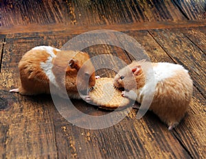 Hamsters photo