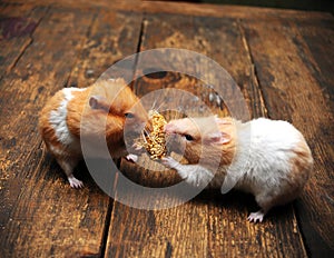Hamsters photo