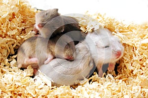 Hamsters babies pile photo