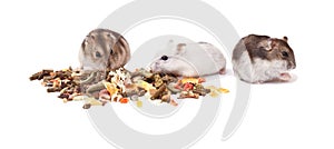 Hamsters on white background, hamsters eat dry food