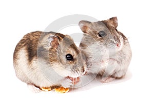 Hamsters on white background, hamsters eat dry food