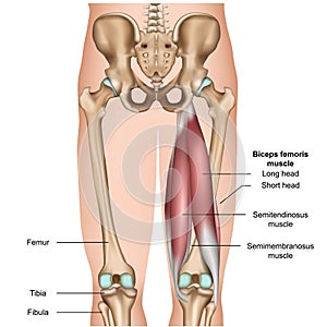 Hamstring muscle anatomy 3d medical  illustration on white background