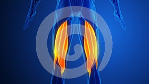 Hamstring Muscle Pain with blue background