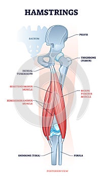 Hamstring posterior muscle anatomy with bones and ligaments outline diagram