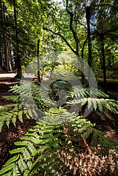 Redwood Grove at Hamurana Springs, Rotorua, NZ photo