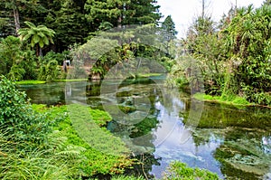 Hamurana Spring in Rotorua, New Zealand. photo