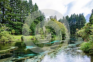 Hamurana Spring in Rotorua, New Zealand. photo