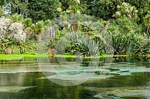 Hamurana Spring in Rotorua, New Zealand. photo