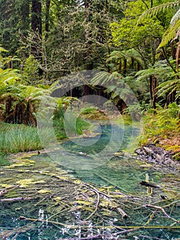 Hamurana Springs @ Rotorua, New Zealand photo