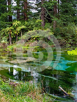Hamurana Springs @ Rotorua, New Zealand photo