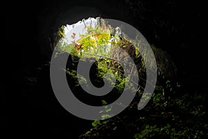 Hana Lava Cave Skylight