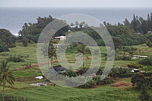 Hana and Taro Plantation Fields in Maui County, Hawaii