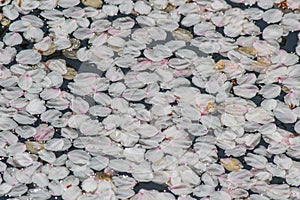 Cherry carpet or Hanaikada on the pond in Hirosaki Park,Aomori,Tohoku,Japan. photo