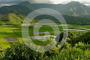 Hanalei Valley, Kauai