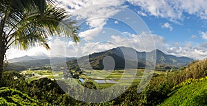 Hanalei valley from Princeville overlook Kauai photo