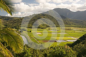 Hanalei Valley and Taro Fields