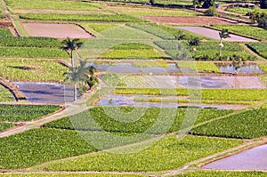 Hanalei Valley and Taro Fields photo