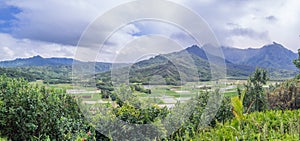 Hanalei Valley Taro fields on the Hawaiian island of Kauai