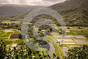 Hanalei Valley Taro Fields, Kauai,Hawaii.