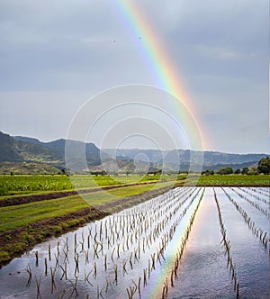 Hanalei Valley and Taro Fields on Kauai, Hawaii with Rainbow Above and Reflectionin Water