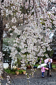 Hanami celebration in a Japanese park