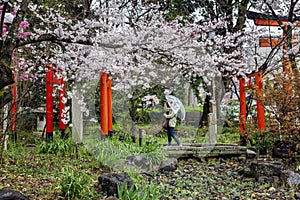 Hanami celebration in a Japanese park