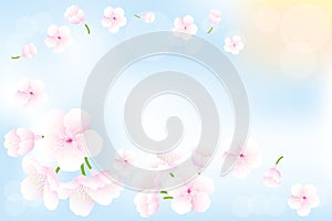 Hanami - Cherry blossoms background