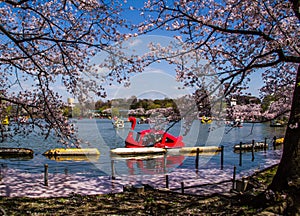 Hanami festival