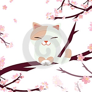 Hanami Festival. cherry blossom festival. festival in Japan. Relaxing cat. Cat sitting on the sakura branch and  sakura tree