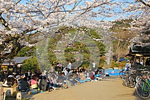 Hanami party