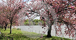 Hanami in Ueno Park