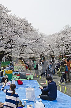 Hanami in Ueno Park