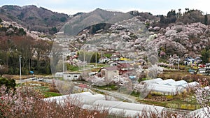 Hanamiyama (Mountain of flowers) park, Fukushima, Japan.