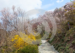 Hanamiyama (Mountain of flowers) park, Fukushima, Japan.