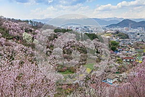 Hanamiyama (Mountain of flowers) park, Fukushima, Japan. photo