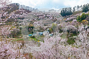 Hanamiyama (Mountain of flowers) park, Fukushima, Japan. photo