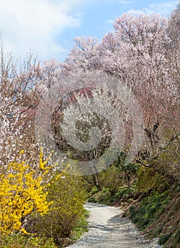 Hanamiyama (Mountain of flowers) park, Fukushima, Japan. photo