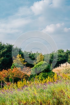 Hanbat Arboretum autumn nature scenery in Daejeon, Korea