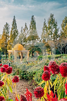 Hanbat Arboretum autumn nature scenery in Daejeon, Korea