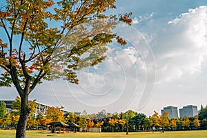 Hanbat Arboretum autumn nature scenery in Daejeon, Korea