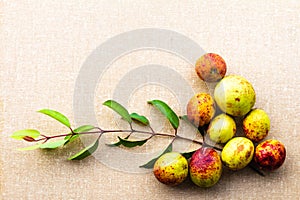 Hancornia speciosa Mangaba fruit