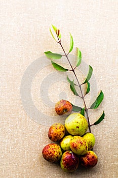 Hancornia speciosa Mangaba fruit